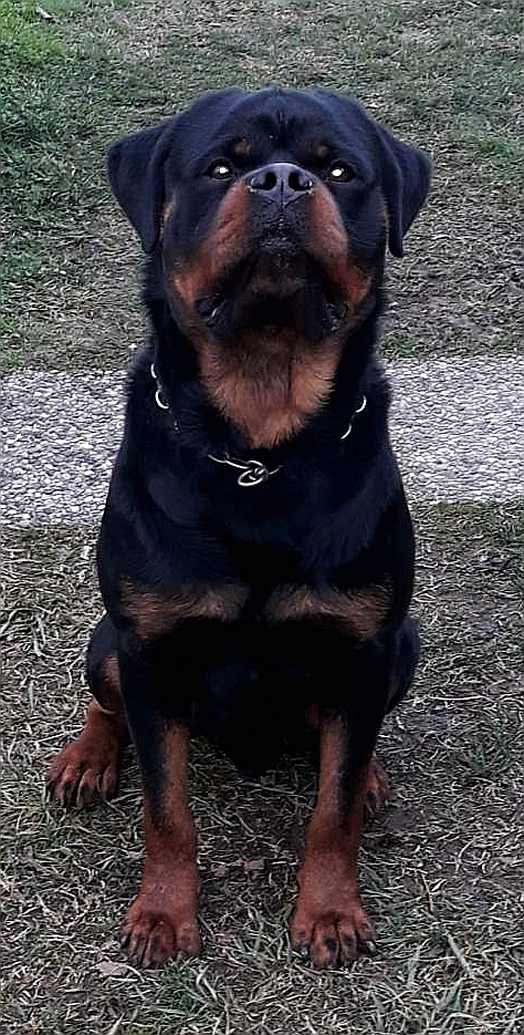 Maik Buoso da Dovara - Rottweiler Maschio