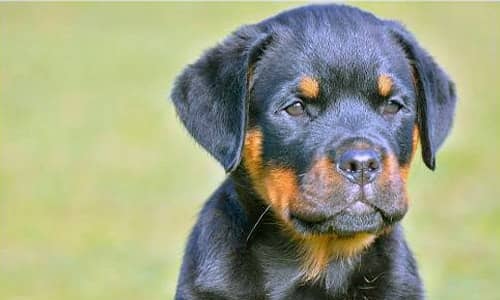 Allevamento Rottweiler - Buoso da Dovara