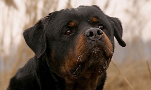 Allevamento Rottweiler - Buoso da Dovara