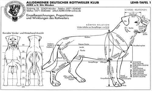Allevamento Rottweiler - Buoso da Dovara